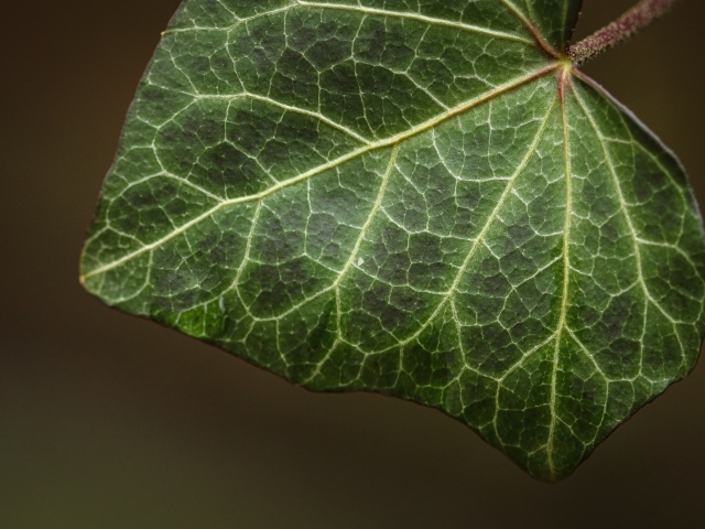 Большой зеленый лист плюща крупным планом