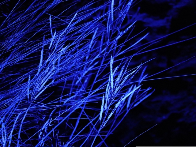 Трава в синем свете ночью 