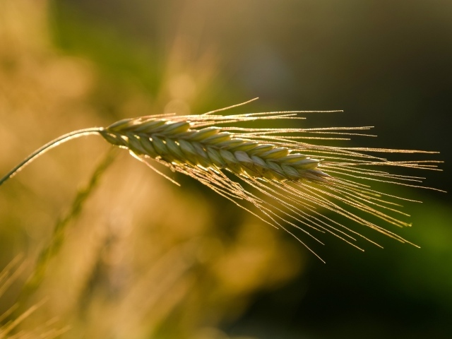 Зеленый колос пшеницы в лучах солнца