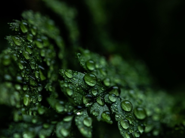 Зеленые листья папоротника в каплях росы крупным планом