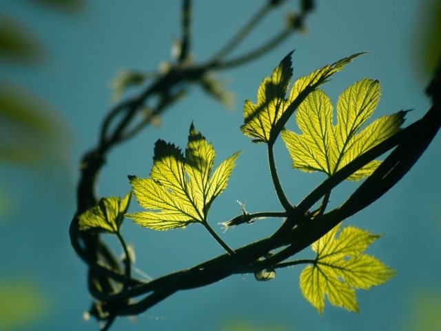 Зеленые листья хмеля в лучах солнца