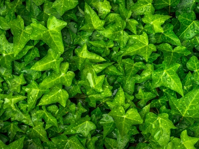 Зеленые листья плюща в каплях воды
