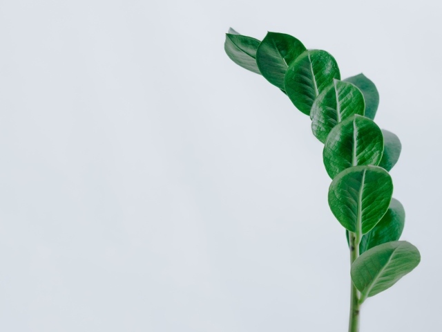 Зеленый лист цветка на сером фоне