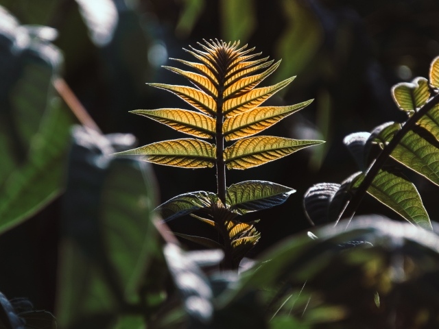 Зеленые листья в лучах солнца 