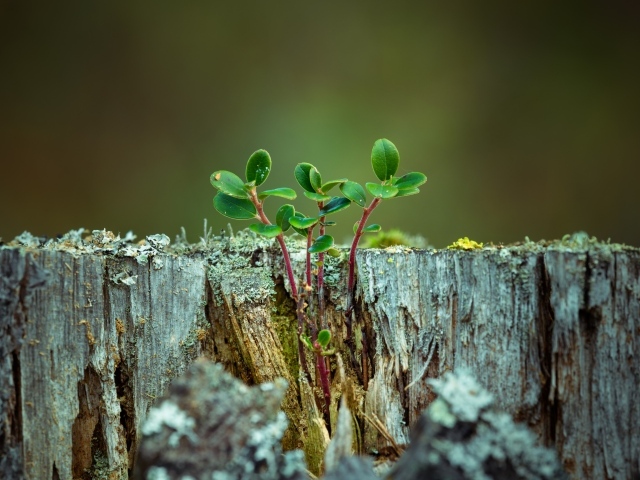 Зеленое растение на сухом пне