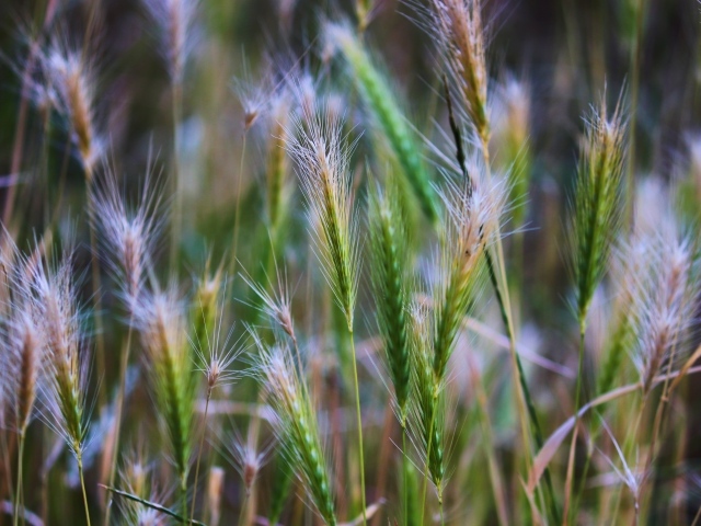 Зеленые колоски крупным планом