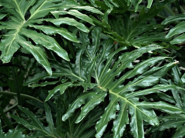 Большие зеленые листья растения филодендрон