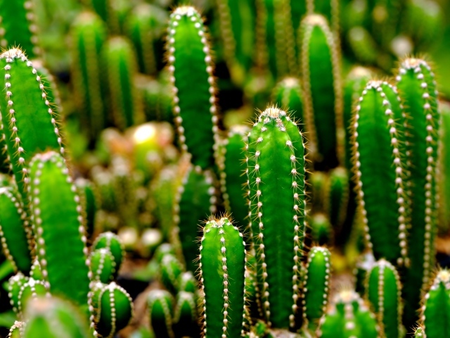 Много колючих зеленых кактусов