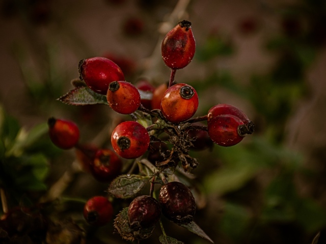Красные ягоды шиповника на ветке