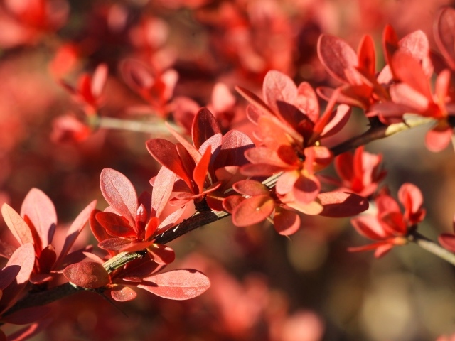 Мелкие красные листья на ветке крупным планом