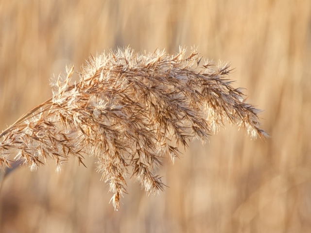 Колос растения в лучах солнца