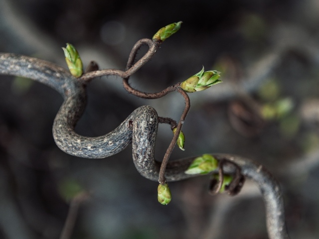 Спиральная ветка дерева с зелеными ростками