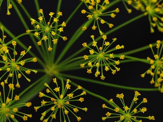 Желтый зонтик укропа крупным планом