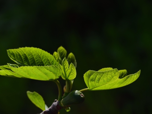 Молодые зеленые листья березы весной