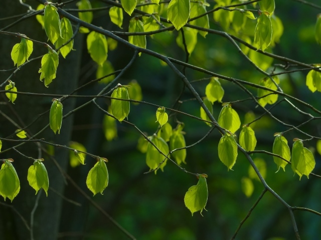 Молодые зеленые листья на ветках крупным планом