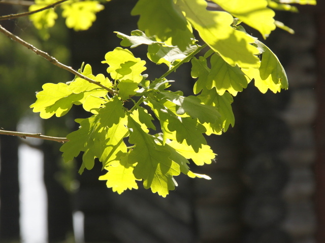 Молодые зеленые листья дуба в лучах солнца