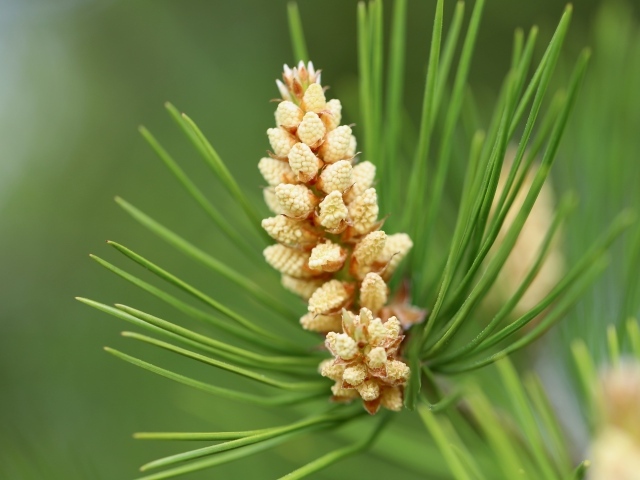 Молодая шишка на зеленой ветке сосны