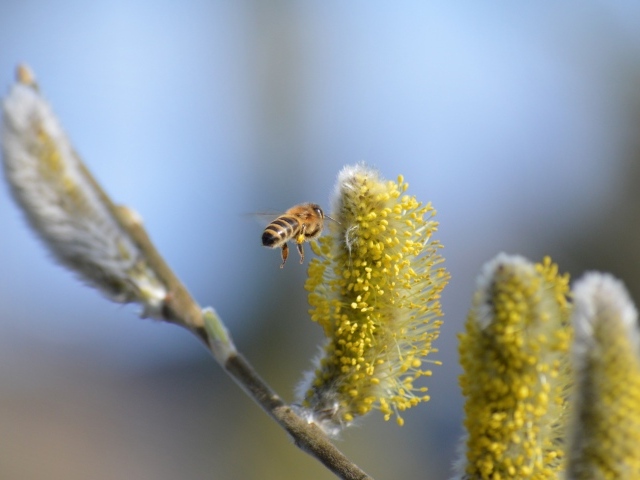 Молодые ветки вербы с пчелой