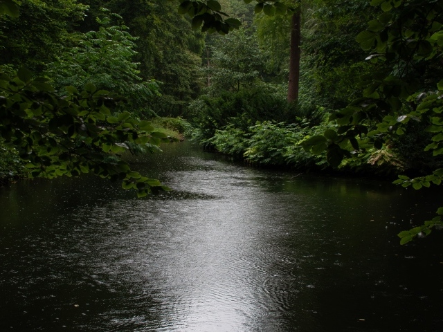 Лесное озеро под дождем летом