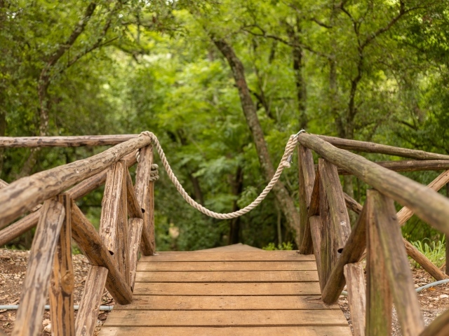 Деревянный мост в летнем парке