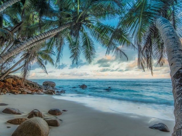 Высокие пальмы на тропическом острове  у моря