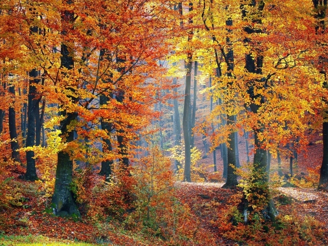 Красивый осенний лес в лучах солнца