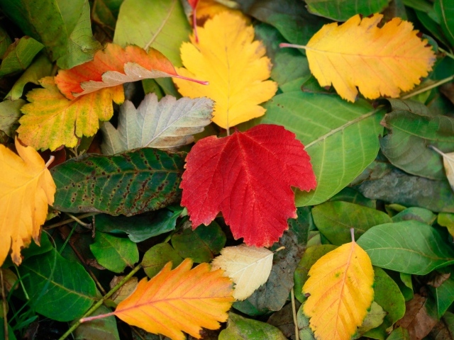 Красивые опавшие листья на земле осенью