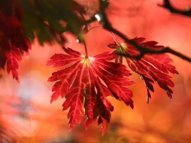 Красивые красные осенние листья на дереве в лучах солнца