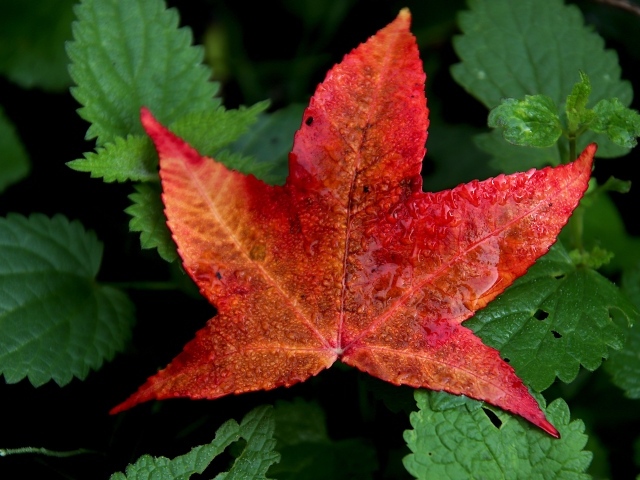 Красивый красный лист на зеленой траве