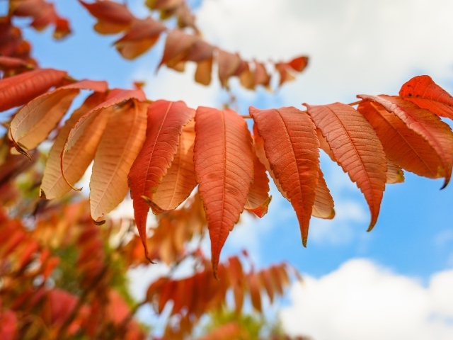 Ветка с оранжевыми осенними листьями крупным планом