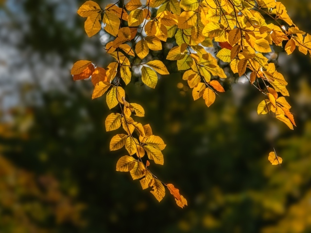 Ветка с желтыми листьями в лучах солнца осенью