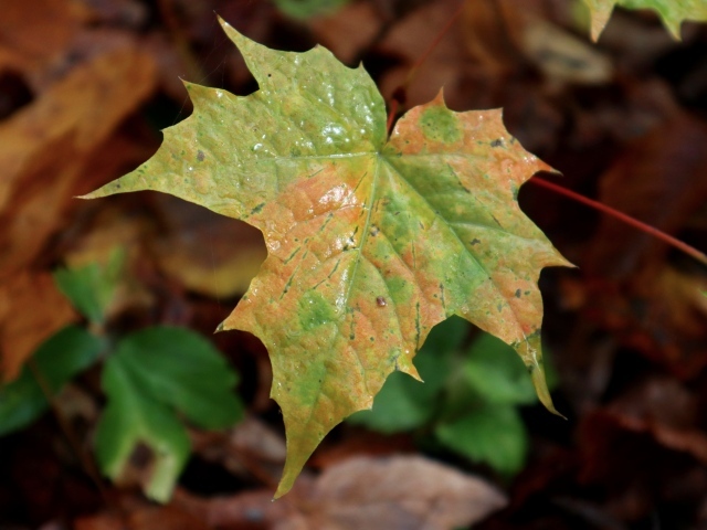Разноцветный лист крупным планом осенью 