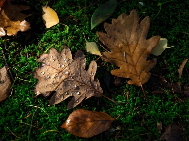 Опавшие листья дуба на покрытой мхом земле