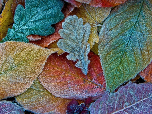 Покрытые инеем опавшие осенние листья