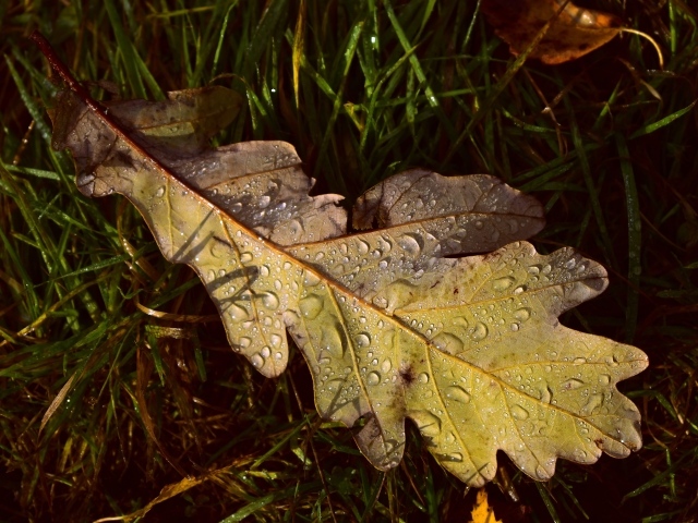 Дубовый лист в каплях дождя в лесу