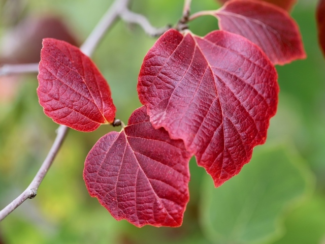 Красные листья на ветке дерева