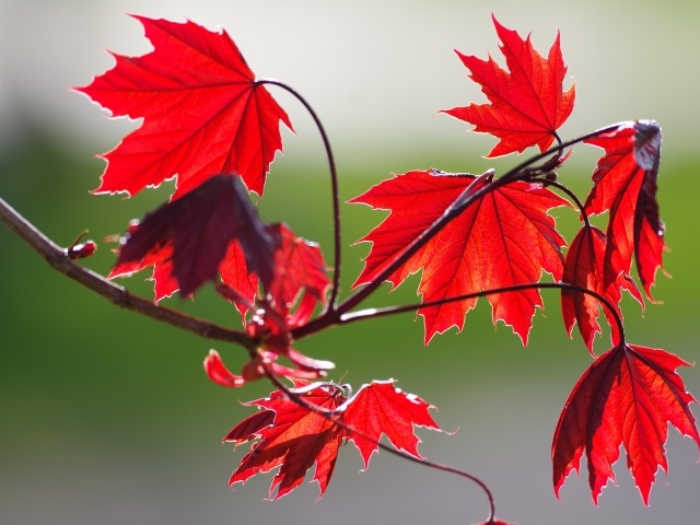 Красные листья на ветке дерева осенью 