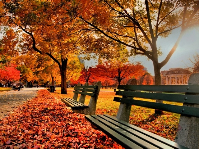 Деревянные скамейки в осеннем парке