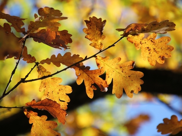 Желтые листья дуба на ветках осенью 