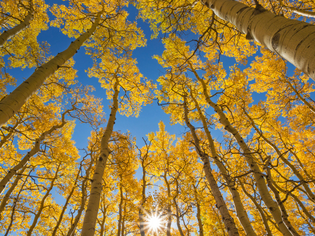 Желтые вершины берез под голубым небом осенью