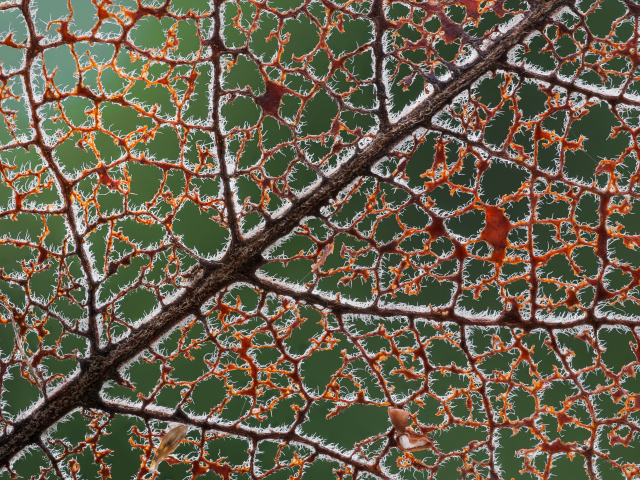 Макросъемка осеннего листа