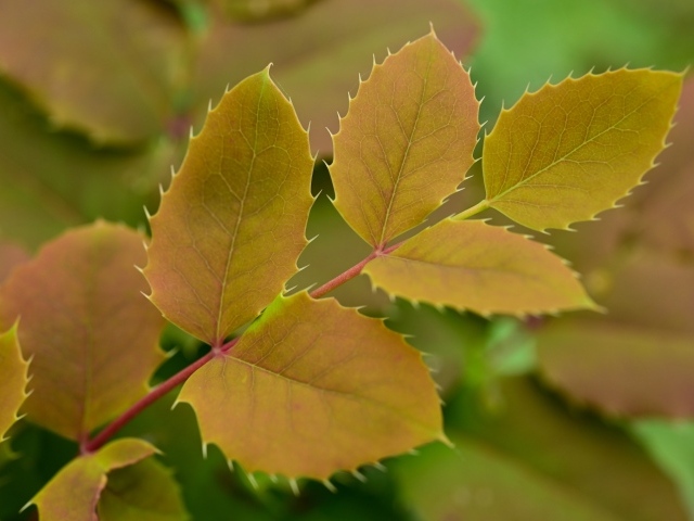 Желтые осенние листья растения барбарис
