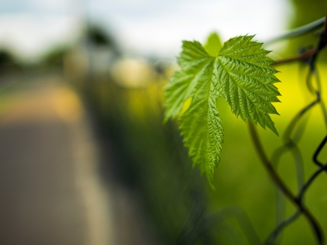 Зеленый лист растения на заборе весной