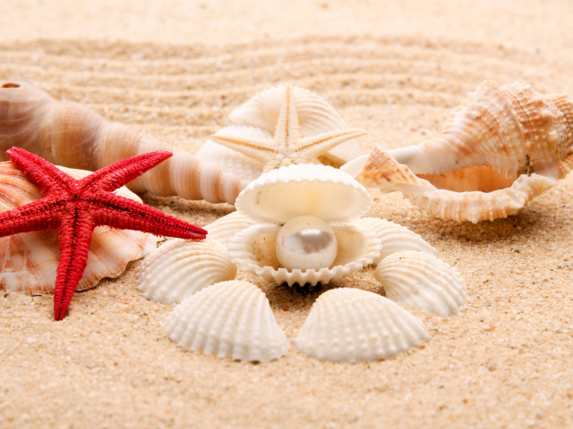 Красивые ракушки и морские звезды на песке летом