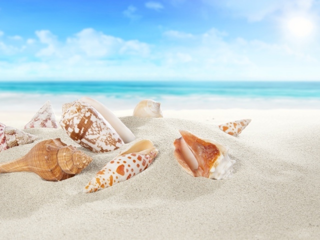 Красивые ракушки лежат на белом песке у моря