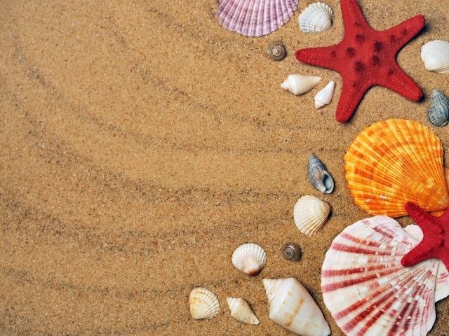 Ракушки и морские звезды на горячем песке летом