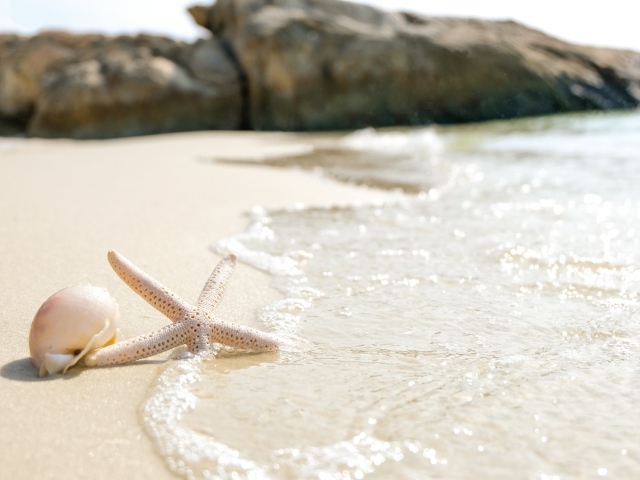 Морская звезда и ракушка на песке у моря летом