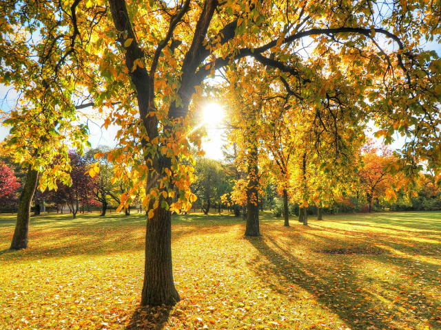 Солнце освещает деревья в осеннем парке