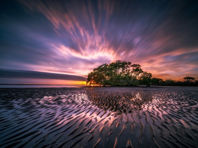 Мокрый песчаный берег и дерево на закате