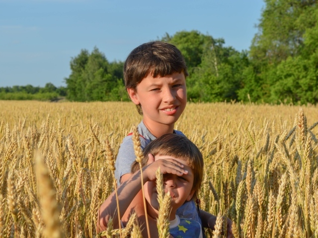 Маленькие дети на поле пшеницы